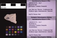 Foto (Objekt + Etiketten) von Munitheites sp. (NHMW-GEO-1990-0041-0176)